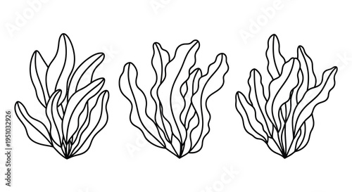 Three seaweed plants illustrated in a simple black silhouette