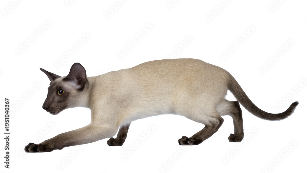 Obraz premium Elegant Siamese cat with seal point markings, crouching in a hunting stance, looking intently left, isolated PNG on transparent background, perfect for pet-themed designs