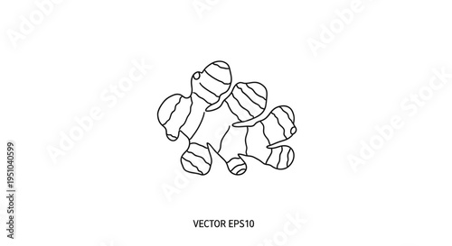 Ginger Root Outline Vector Icon, Hand Drawn Sketch of Spice Rhizome