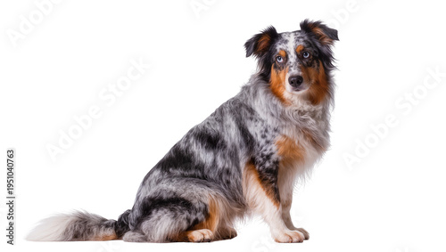 Canvas Print Beautiful blue merle Australian Shepherd dog with striking eyes, sitting calmly