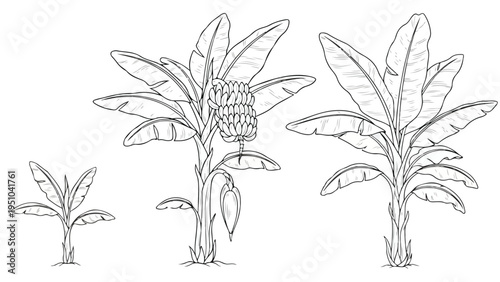 A diagram showing the growth stages of a banana plant at two, five, and ten feet in height growth