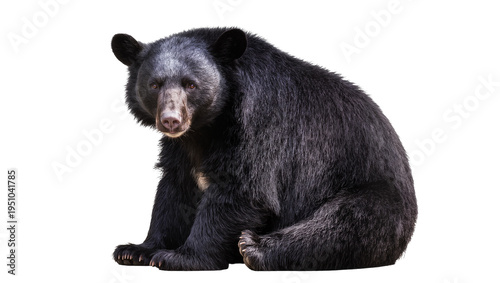 Φωτογραφία Majestic Asiatic black bear, also known as a moon bear, sitting calmly and looki