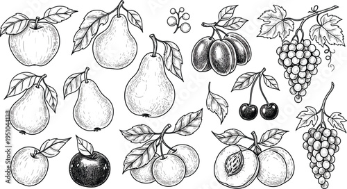 Hand Drawn Fruit Sketch Set Featuring Apples Pears Grapes Cherries Plums and Leaves Vintage Engraving Style Vector Illustration Collection