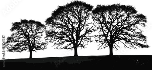 Black silhouette of three oak trees on a hill, bare branches against white background, nature landscape illustration for graphic design (20 words)