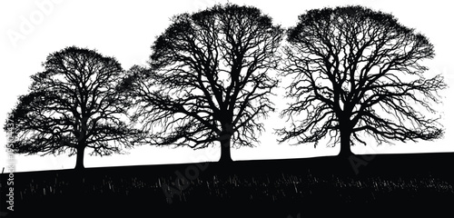 Black tree silhouettes on rolling hill landscape, bare branches forest skyline, nature background, dramatic woodland horizon illustration, minimal winter scene