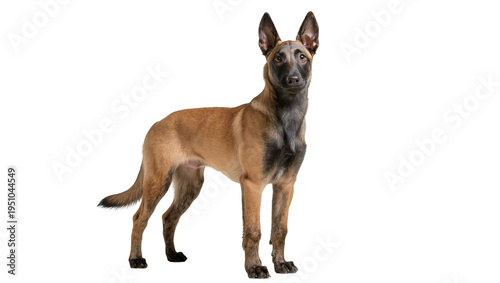 Cuadro en lienzo Belgian Malinois dog with fawn coat and black mask, standing alertly, looking di