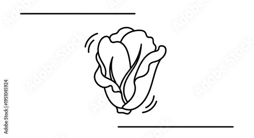 Minimalist Line Art of a Blooming Cabbage or Lettuce Head with Wavy Lines