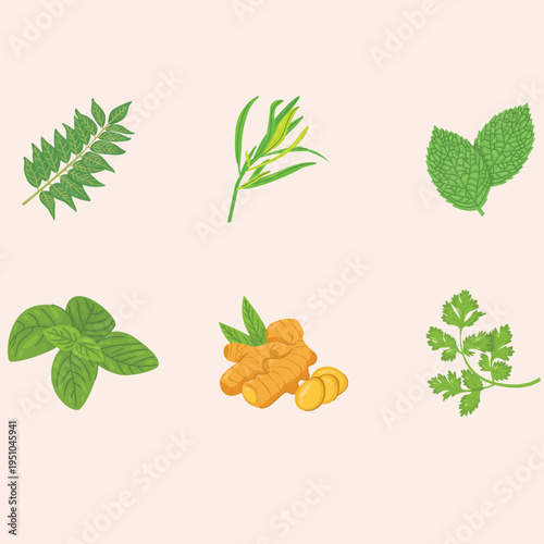 Collection of Fresh Culinary Herbs and Spices Vector Illustrations for Healthy Eating and Gourmet Cooking. A Vibrant Set of Botanical Ingredients for Recipes and Herbal Remedies
