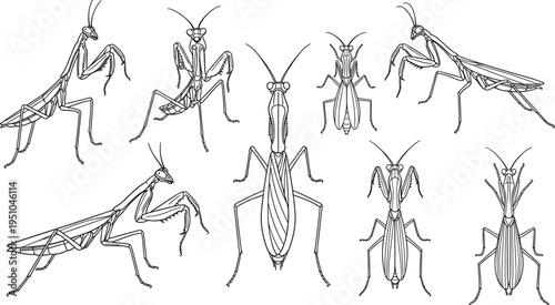 Comprehensive collection of praying mantis line art illustrations featuring diverse anatomical views top down perspectives and side profiles for biological studies. (20 words)