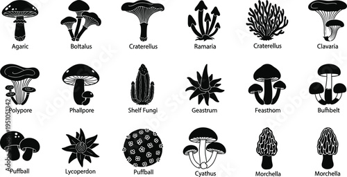 Comprehensive Vector Silhouette Set of Diverse Mushroom Species Including Agaric Boletus Morels and Shelf Fungi for Scientific Nature Illustrations