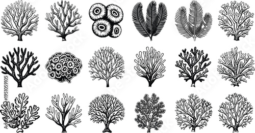 Marine coral plant icons collection, ocean flora silhouettes, underwater ecology vector illustration, sea life design elements, aquatic biodiversity artwork, flat vector illustration
