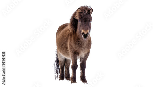 Fotografi Majestic brown Icelandic horse with shaggy mane and tail, standing gracefully, i