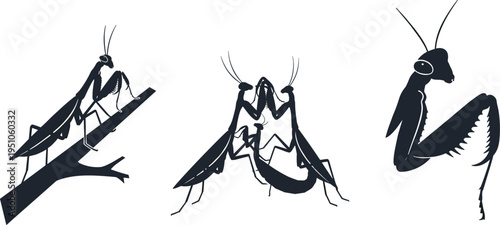 Detailed praying mantis silhouettes showing natural behaviors like sitting on a branch mating and close up predatory head profiles for nature. (20 words)