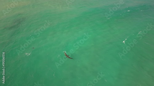 Wild crocodile in open ocean Sri Lanka, rare aerial drone footage of dangerous reptile swimming in clear tropical sea