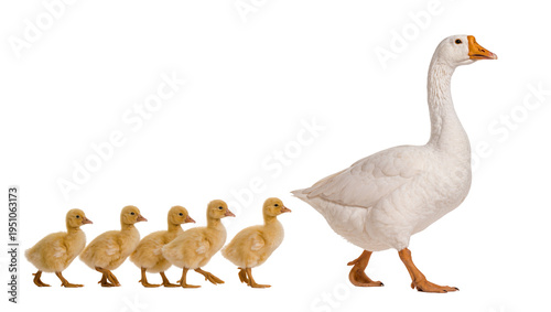 Majestic white goose leading five adorable yellow ducklings in a row, walking forward isolated on transparent background, a heartwarming family moment