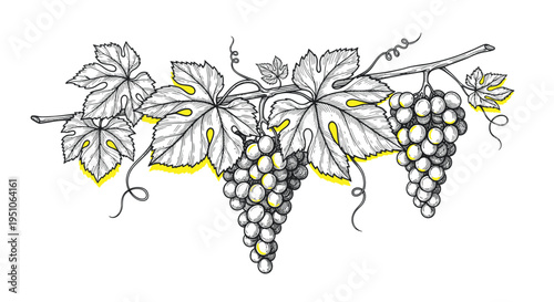 Hand-Drawn Grapevine with Clusters and Leaves, Sketch Style