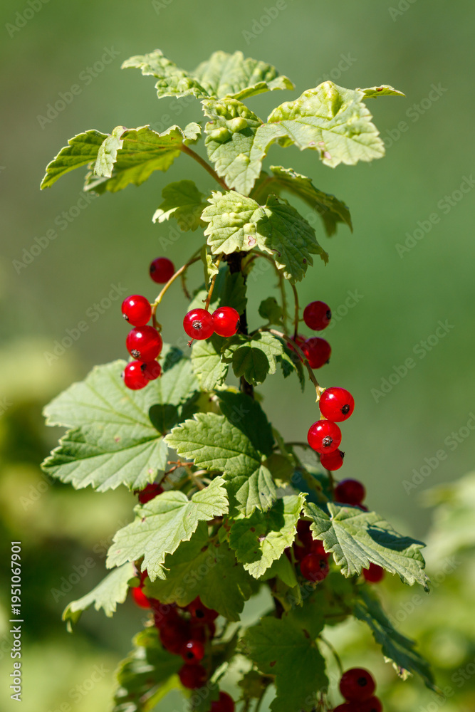 Fototapeta premium Cluster of ripe red berries on leafy green branches