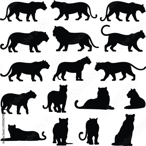 Big cat silhouette icon set, lion and tiger graphics, leopard and panther figures, wildlife animal symbols, black vector, white background