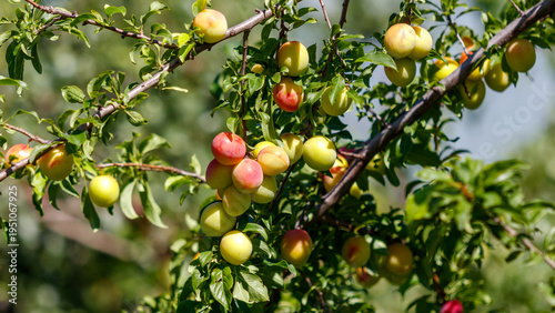 Fotografie Plum tree laden with colorful fruit