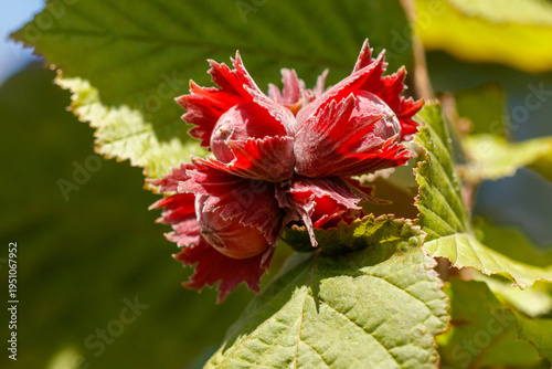 Fresh hazelnut bud with red petals, green foliage, and sunny background