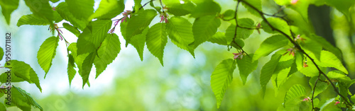 森の葉　バナー