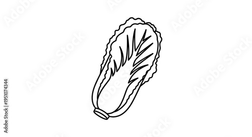 Simple Line Art Illustration of a Fresh Napa Cabbage