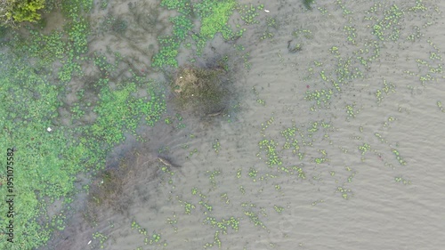 Crocodiles in tropical lake Arugam Bay Sri Lanka, cinematic drone footage of wildlife resting and swimming in lagoon