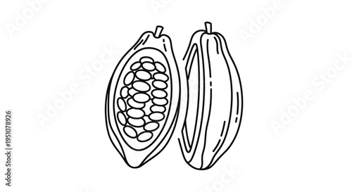 Cocoa Pod Cut Open Showing Beans, Hand Drawn Illustration