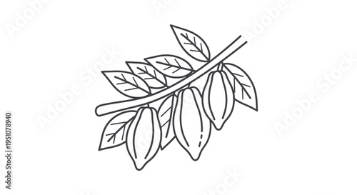 Cocoa Pods on Branch Line Art Icon