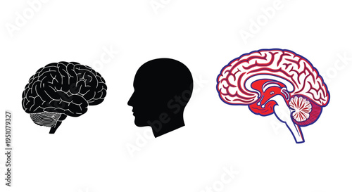 Illustrative depiction of the human brain and its internal structures