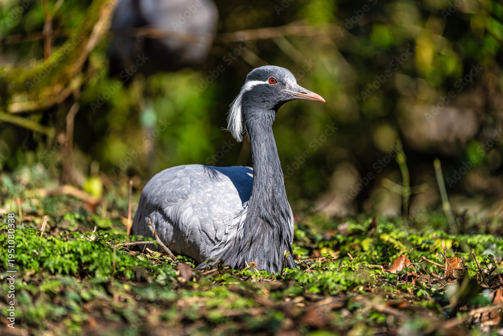 Fototapeta premium Demoiselle Crane, Anthropoides virgo are living in the bright green meadow during the day time