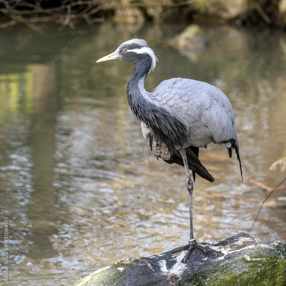 Fototapeta premium Demoiselle Crane, Anthropoides virgo are living in the bright green meadow during the day time