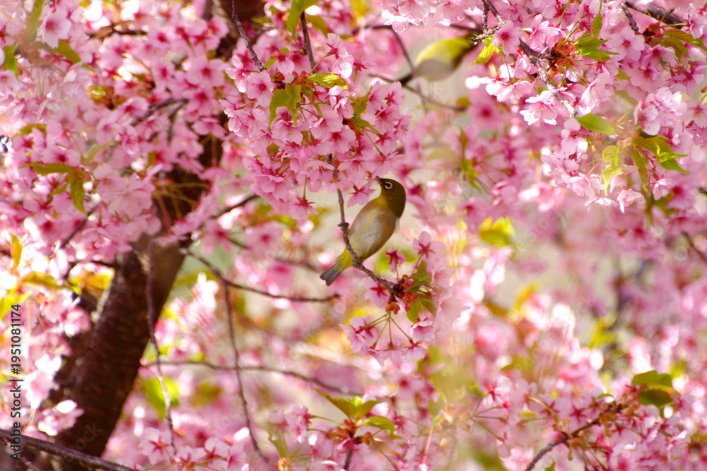 Obraz premium 河津桜にメジロ