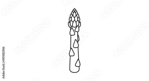 Single Asparagus Spear Icon, Outline Drawing, Healthy Food Concept