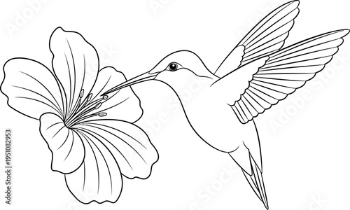 A beautiful black and white line art illustration depicts a graceful hummingbird hovering gracefully, extending its long beak into the intricate center of a vibrant, detailed flower to gather nectar.