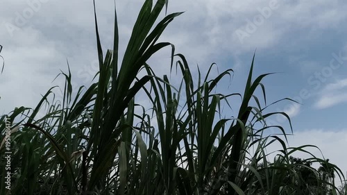 Tall, wild sugarcane stalks swaying gently against a backdrop of a partly cloudy blue sky.