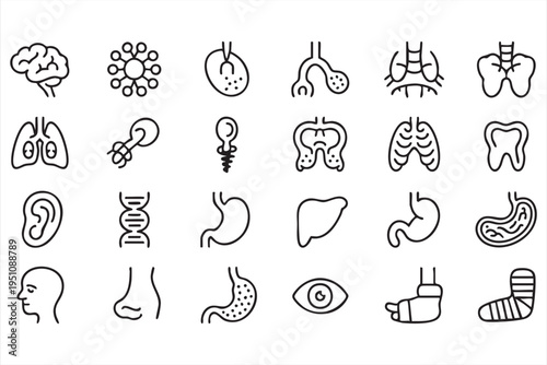 Healthcare anatomy icon pack with brain lungs stomach liver kidney and medical symbols
