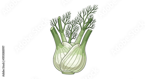 Fresh fennel bulb illustration, showcasing its pale green-white base and delicate feathery green fronds, perfect for gourmet cooking, herbs, and healthy ingredient themes.