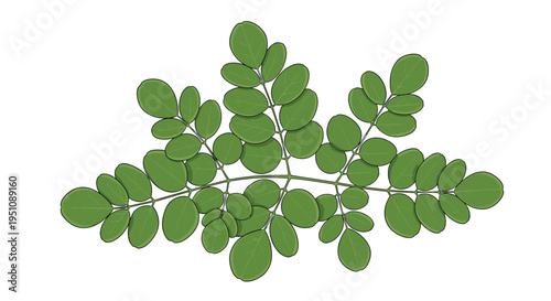 Cluster of moringa leaves, depicting their characteristic small, oval shape arranged on slender stems, symbolizing a nutritious superfood and healthy plant-based ingredient.