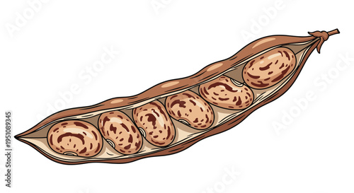 Opened pinto bean pod, revealing a row of speckled beige and brown beans inside, ideal for illustrating legumes, wholesome ingredients, and agricultural themes.