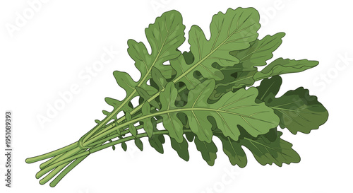 Abundant bunch of fresh arugula leaves, tied together, showcasing their varied shapes and vibrant green hues, representing healthy salad greens and culinary freshness.