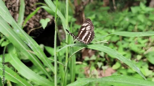 A butterfly flaps its wings on a blade of grass amidst lush green foliage.