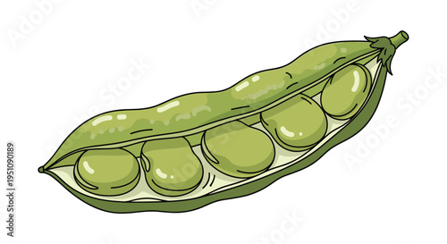 Opened fava bean pod, revealing plump green fava beans nestled inside, illustrating fresh legumes and wholesome, protein-rich ingredients for healthy cooking.