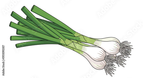 Bundle of fresh green onions, also known as scallions, showcasing their vibrant green stalks and white bulbous bases with delicate roots, perfect for cooking and garnish images.