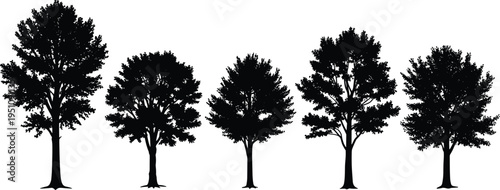 Realistic tree silhouettes collection with detailed branches and foliage, natural forest elements vector illustration set, botanical design isolated on white background