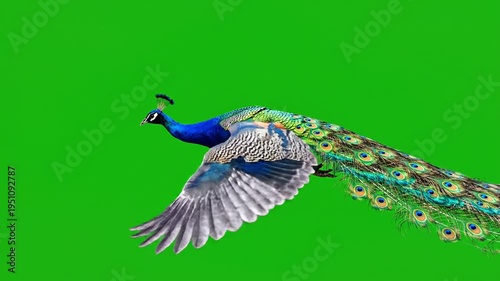 Beautiful peacock flying animation sequence with vibrant plumage and green screen background