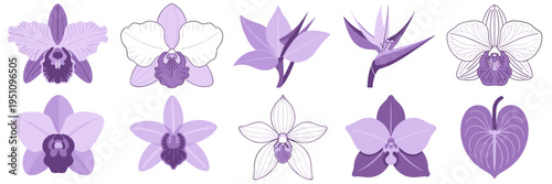 Detailed orchid and exotic flower vector – Suitable for sophisticated botanical prints, luxury skincare, or floral logos.