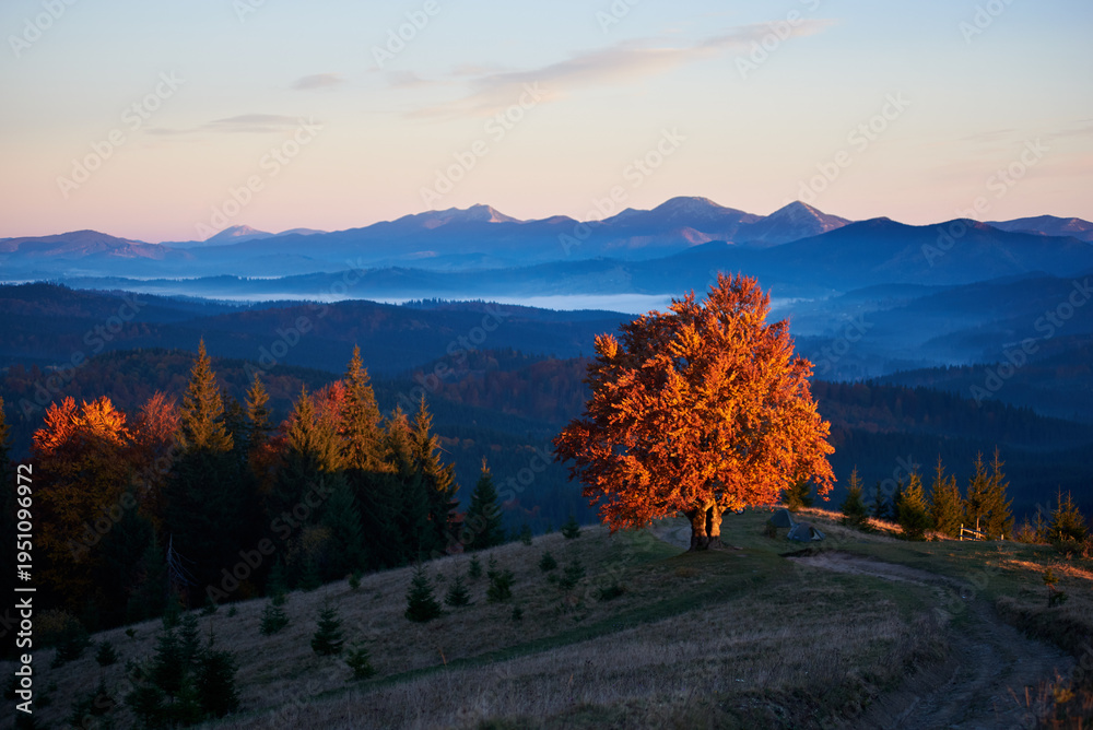 Fototapeta premium Stunning autumn landscape at dusk. Solitary tree with vibrant red leaves illuminated by setting sun. Winding path, evergreen trees, and layers of misty blue mountains under pastel sky.