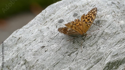 Silver-washed Fritillary butterfly (Argynnis paphia) moving around on a stone in Zurich, Switzerland