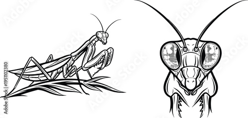 Intricate praying mantis line art illustrations featuring a detailed macro head portrait and a full body profile on a leaf. (20 words)